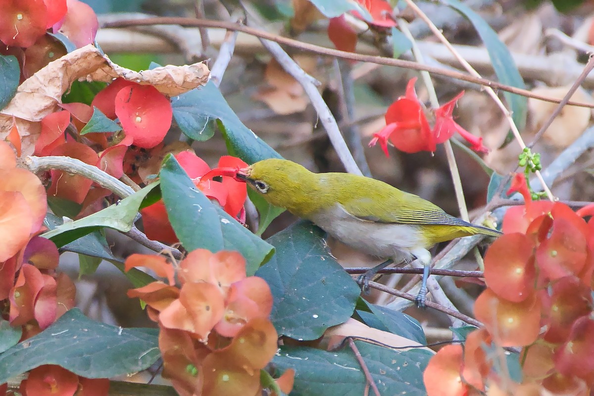 Indian White-eye - ML645336046