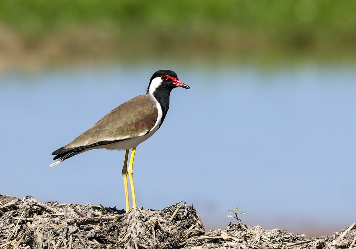 čejka černoprsá - ML645336076