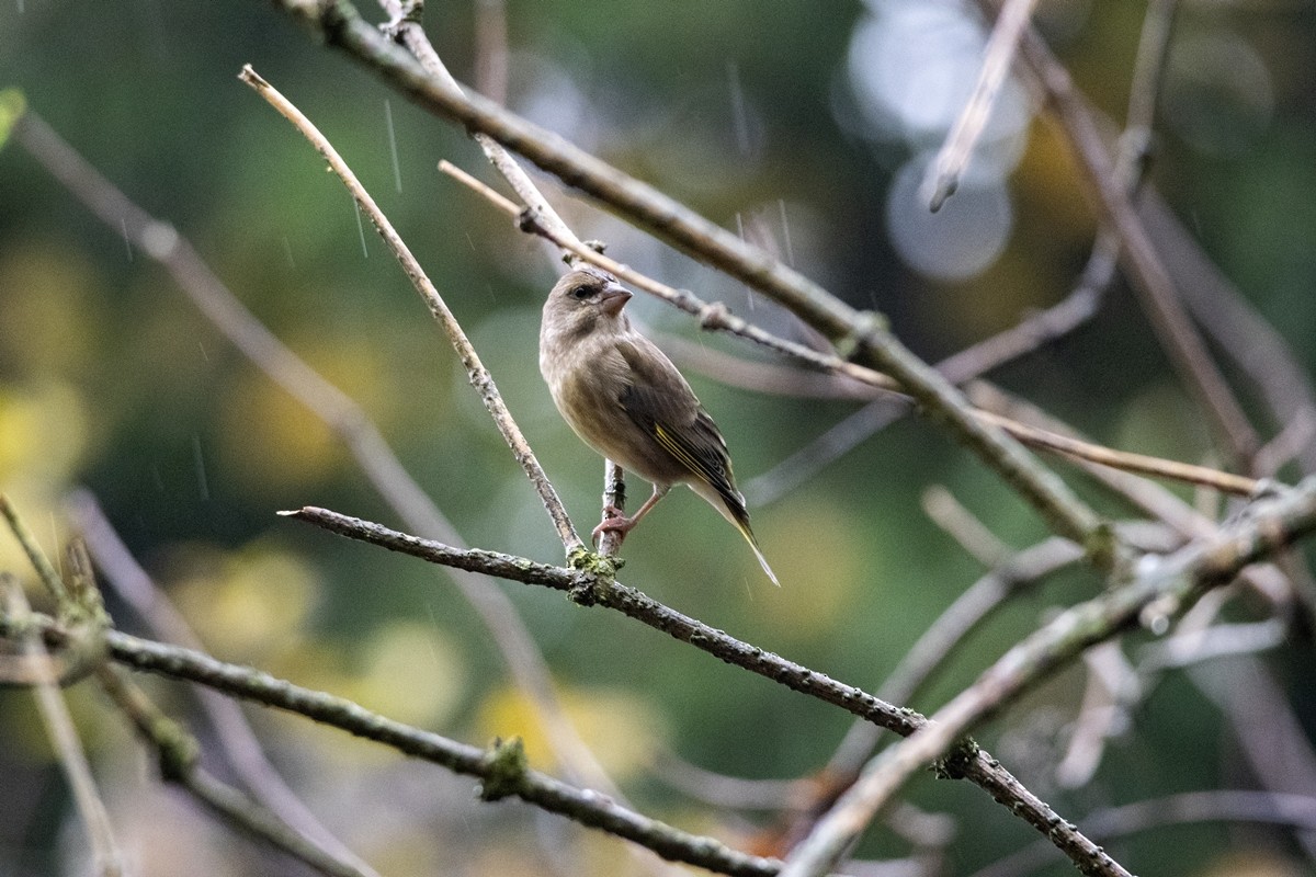 European Greenfinch - ML645336080