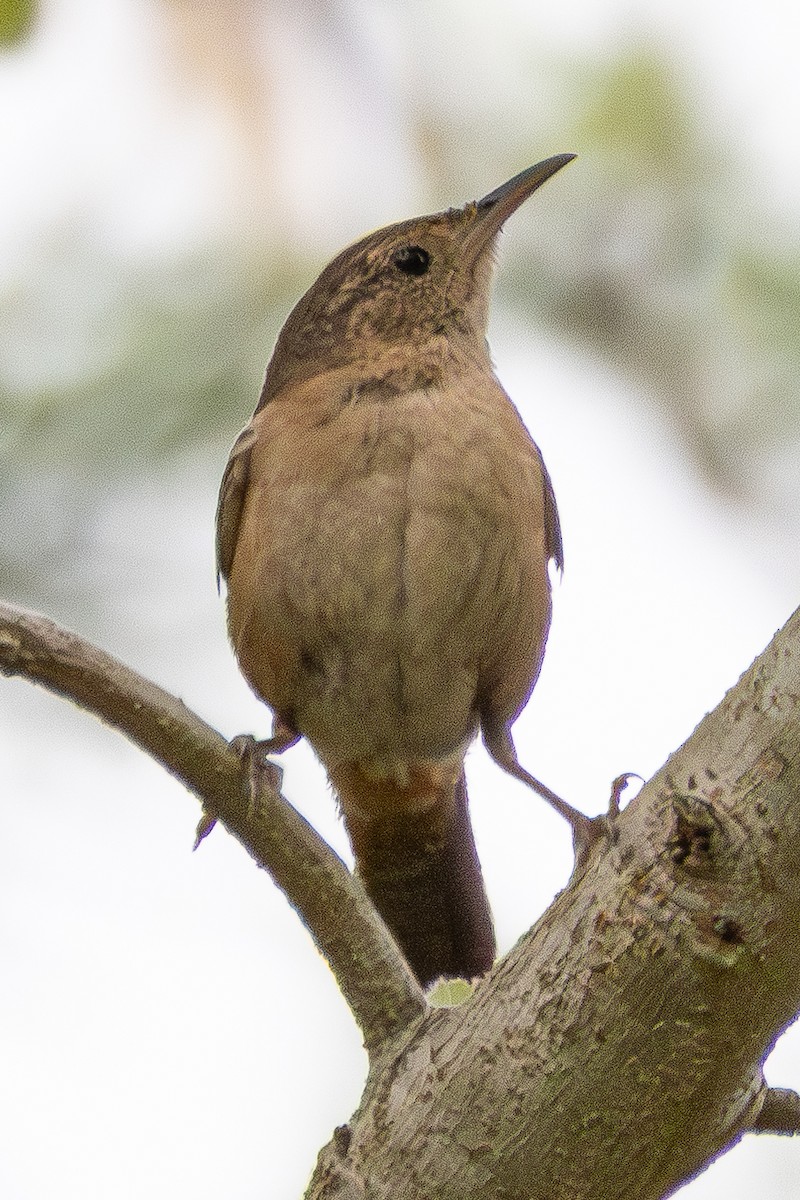 Southern House Wren - ML645336082