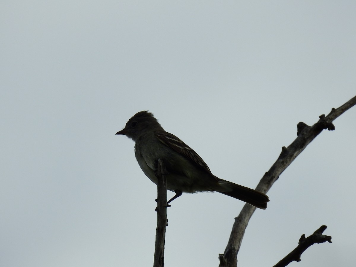 Желтобрюхая эления - ML645336091