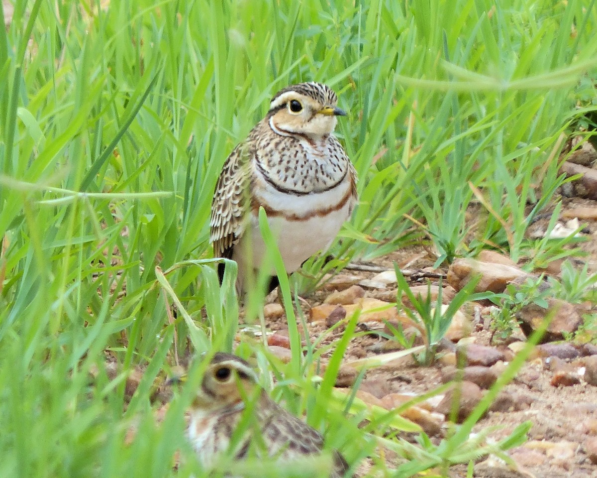 Courvite à triple collier - ML645336092