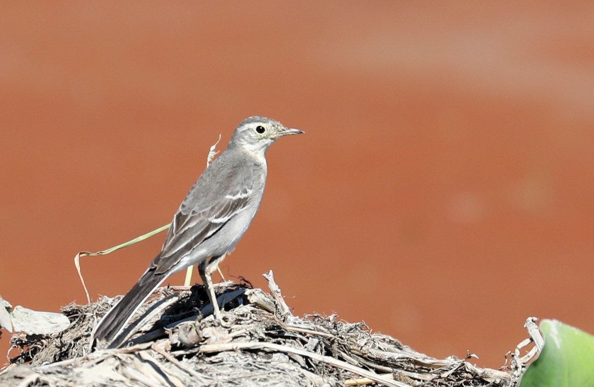 נחליאלי לימוני - ML645336099