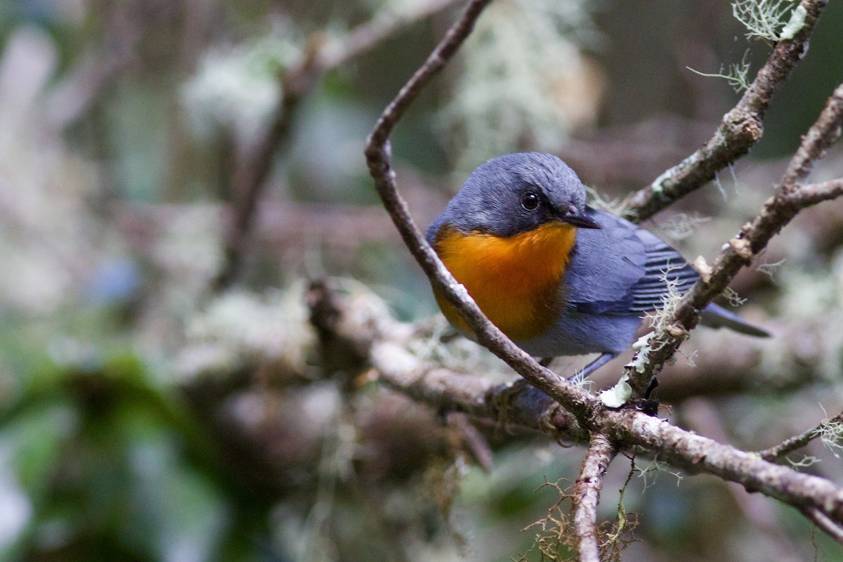 Flame-throated Warbler - ML645336101