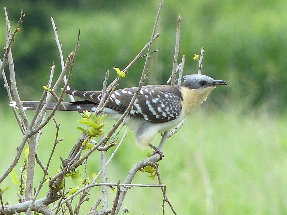 קוקיה מצויצת - ML645336107