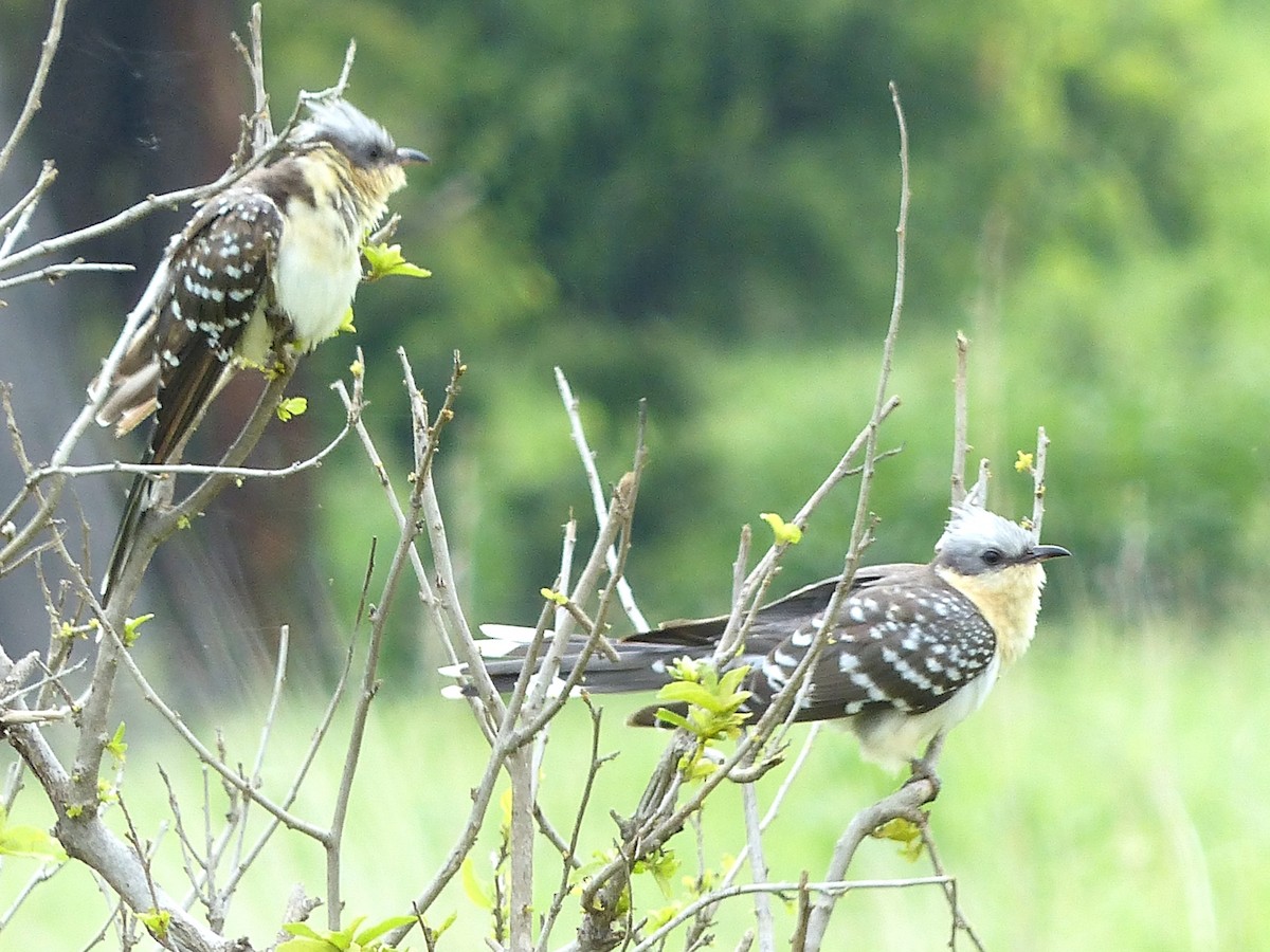 קוקיה מצויצת - ML645336108
