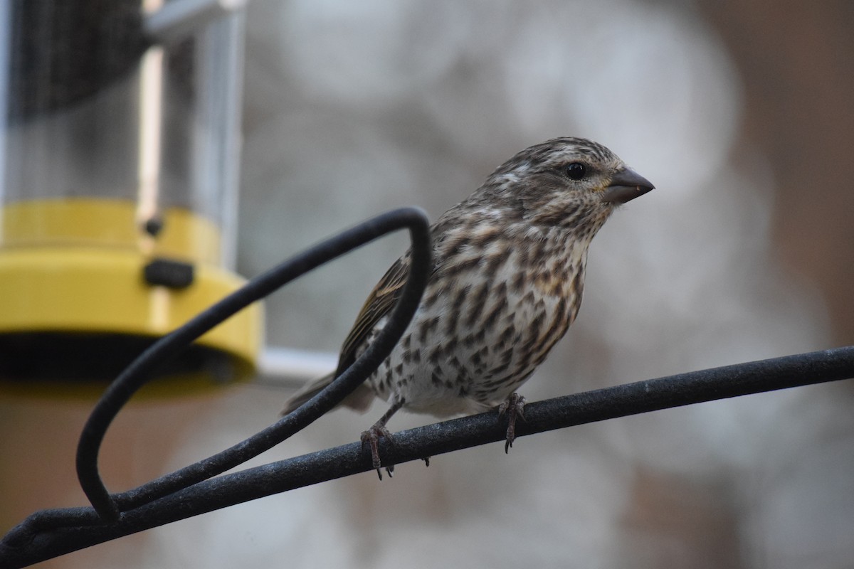 Camachuelo Purpúreo - ML645336117