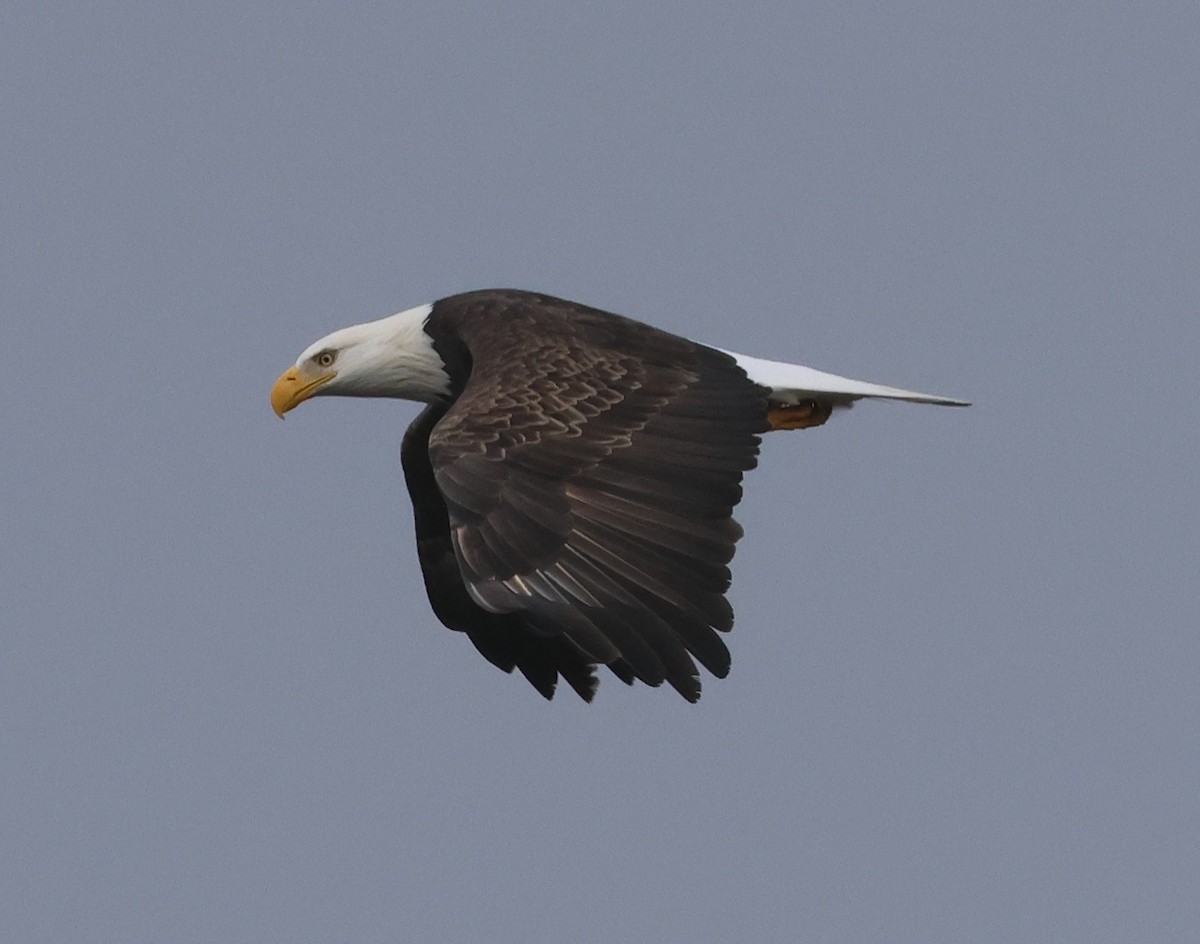 Bald Eagle - ML645336119