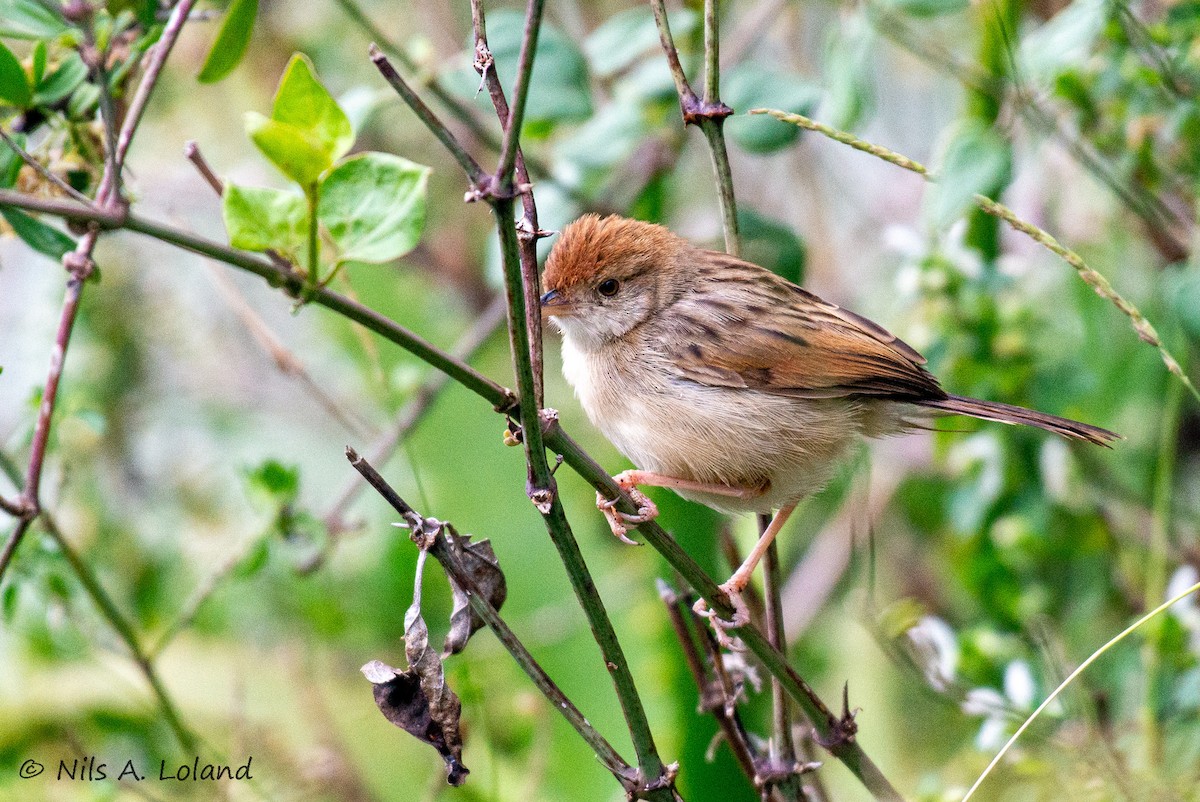 Rattling Cisticola - ML645336126
