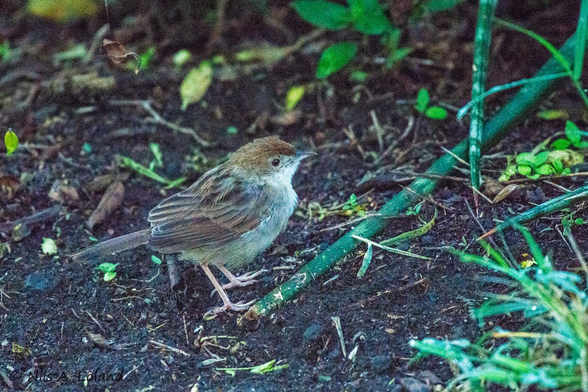 Rattling Cisticola - ML645336127