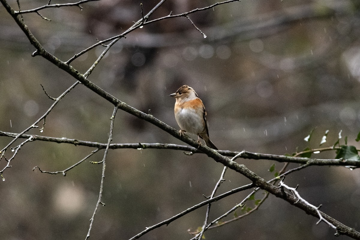 Brambling - ML645336132