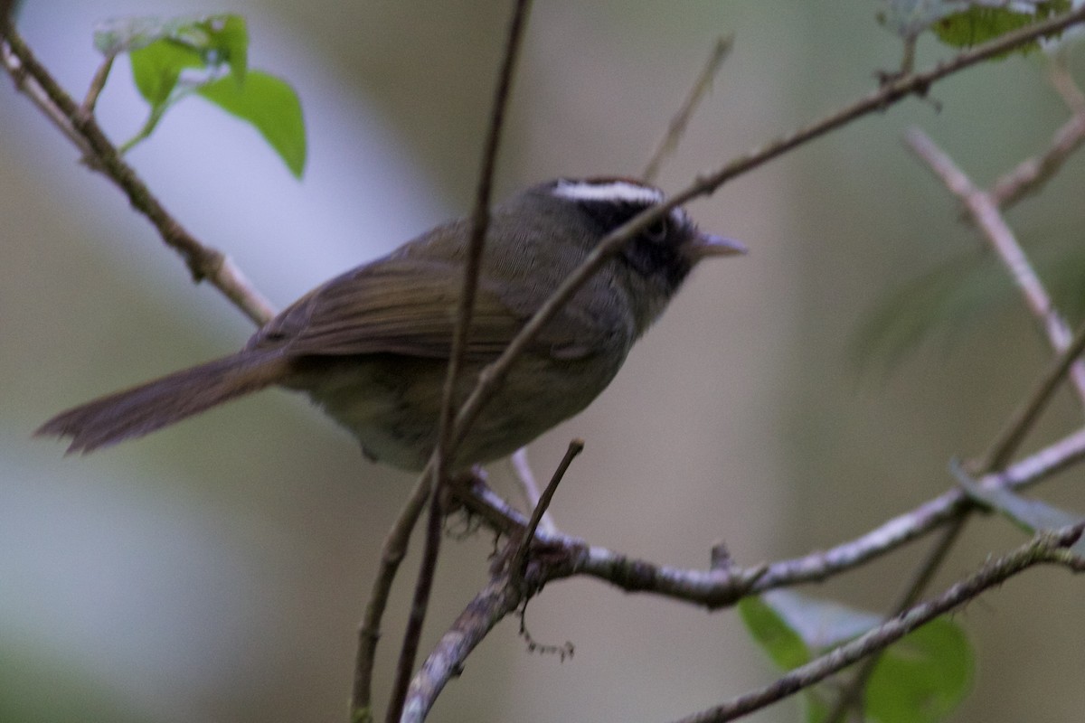 Black-cheeked Warbler - ML645336137