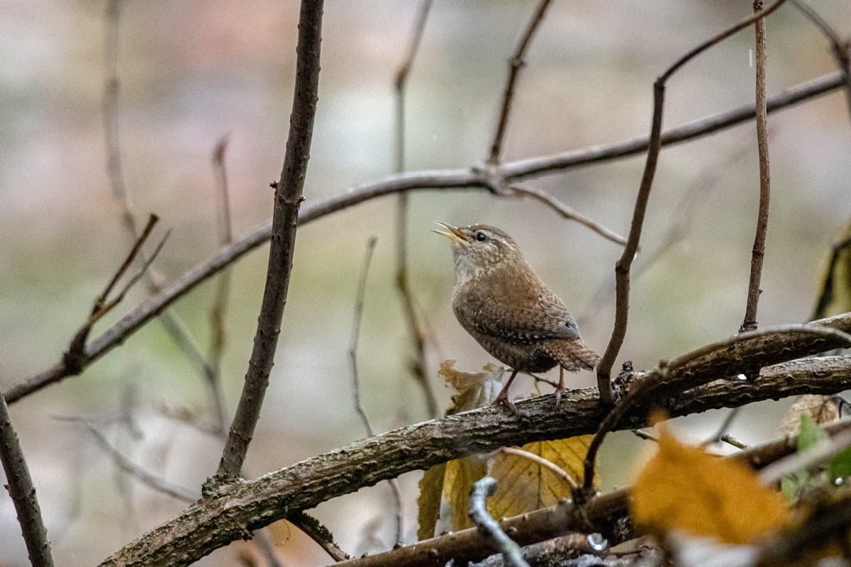 Eurasian Wren - ML645336139