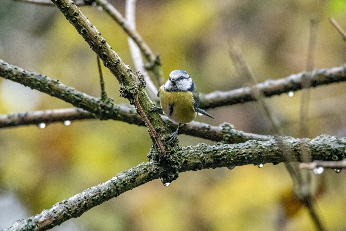 sýkora modřinka - ML645336155