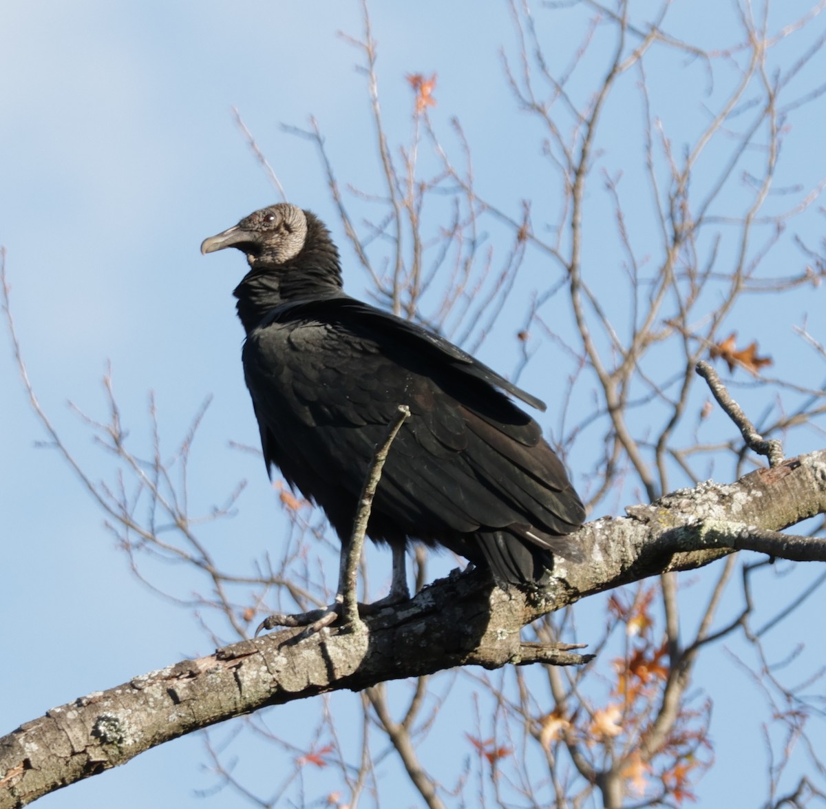Black Vulture - ML645336160