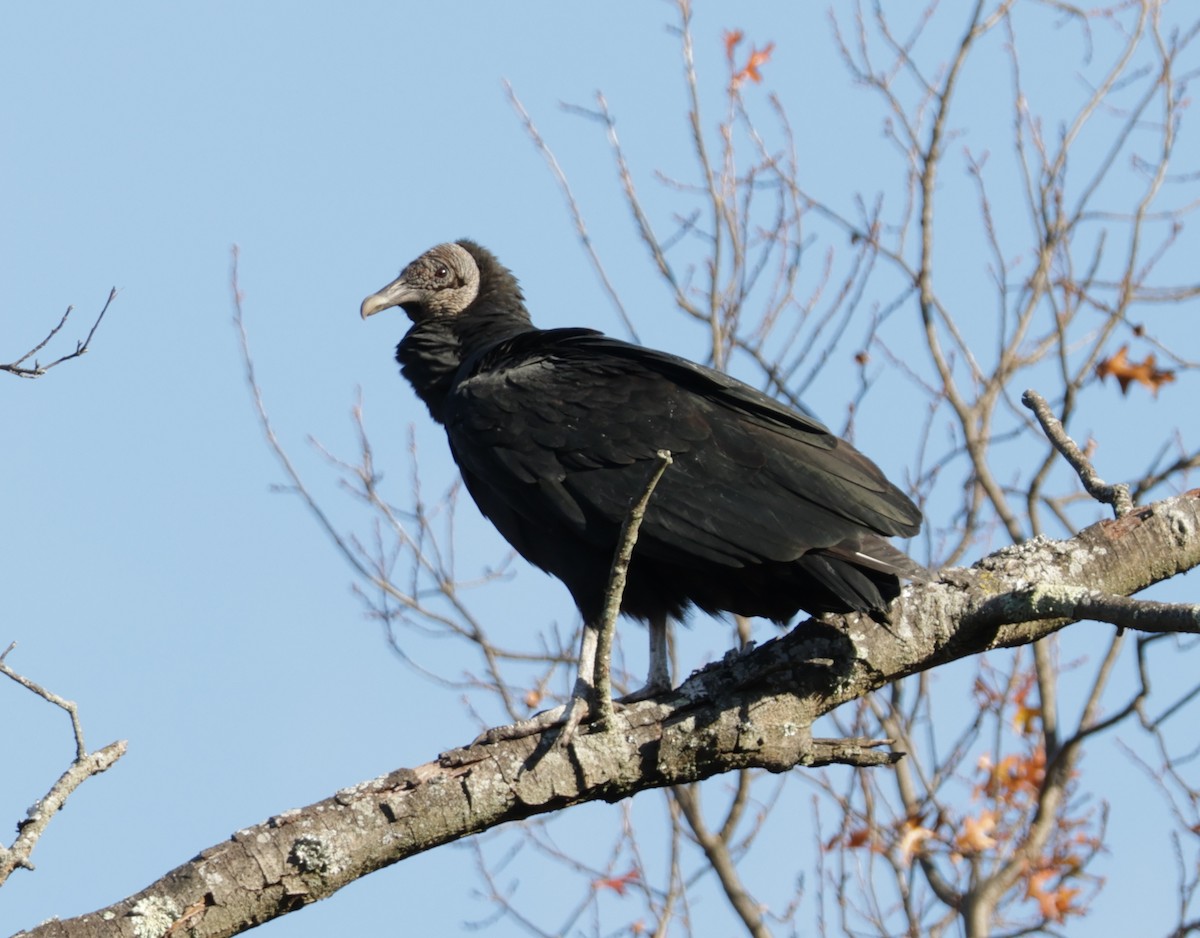 Black Vulture - ML645336161