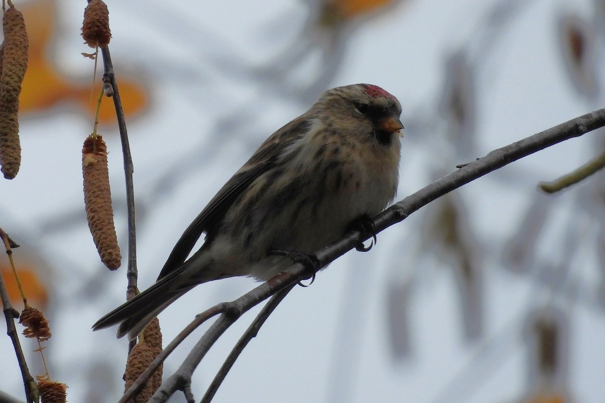Pardillo Sizerín (alpino) - ML645336189