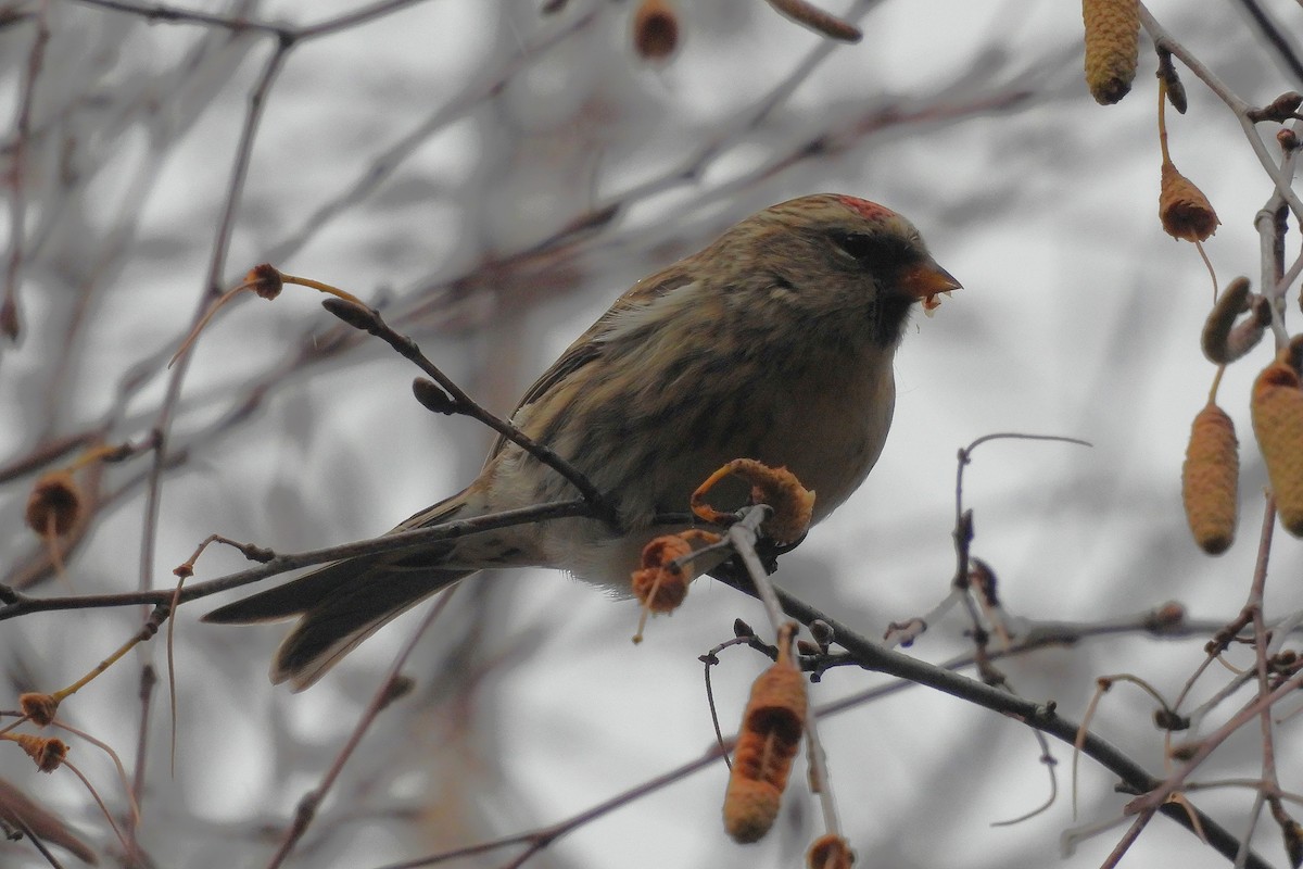 Pardillo Sizerín (alpino) - ML645336190
