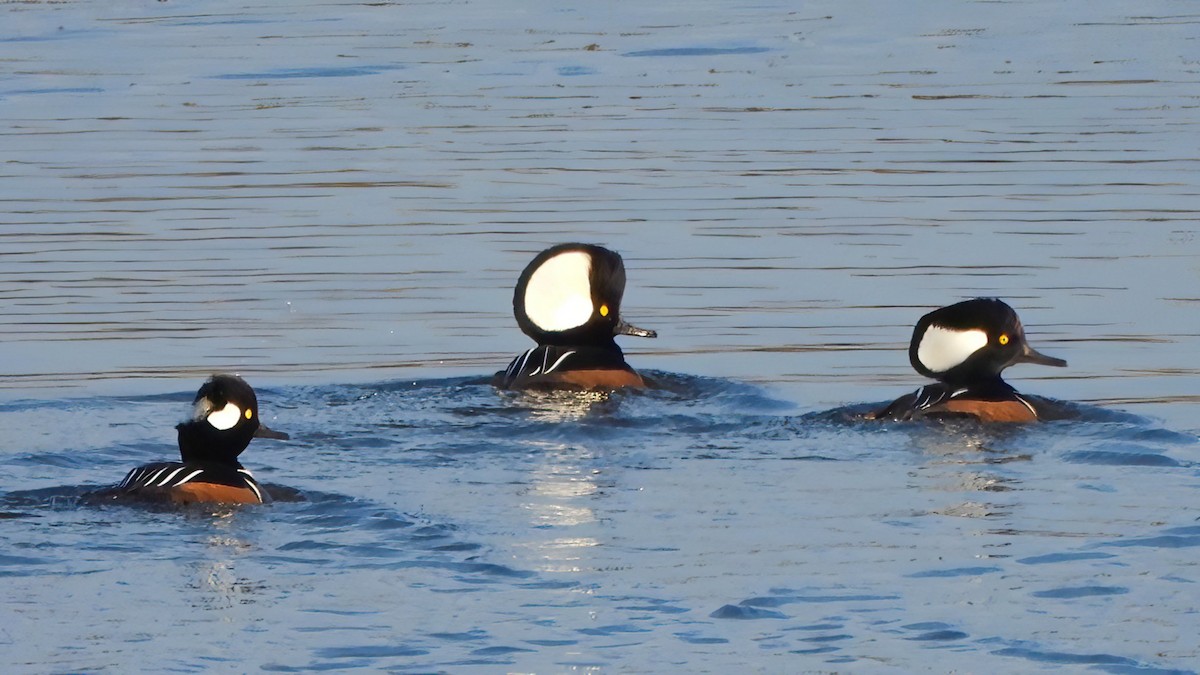 Hooded Merganser - ML645336198