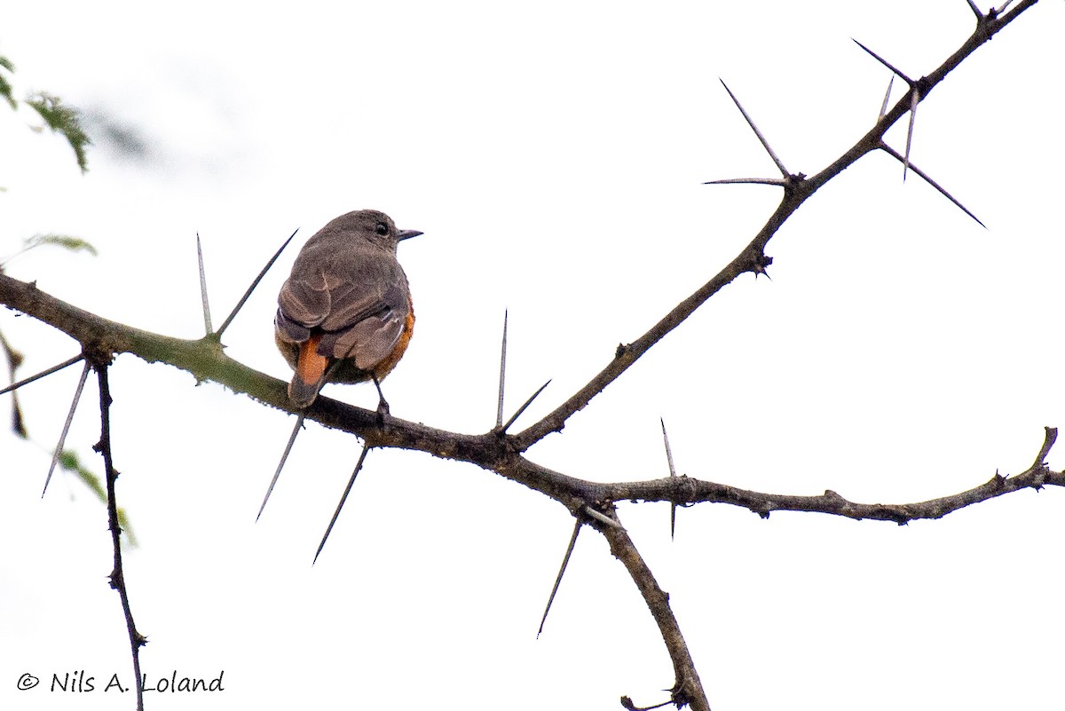 Скеляр малий - ML645336202