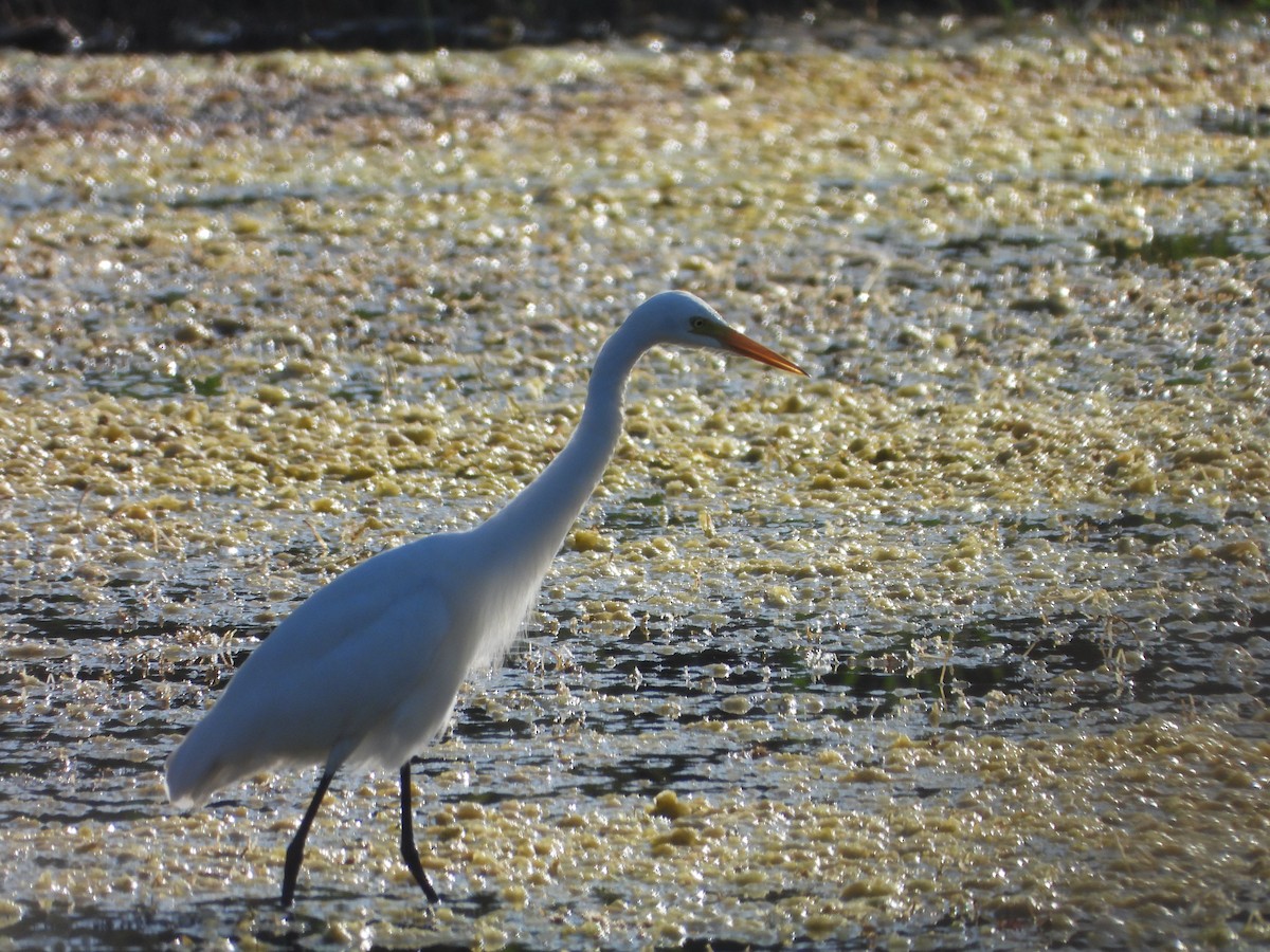 Medium Egret - ML645336207