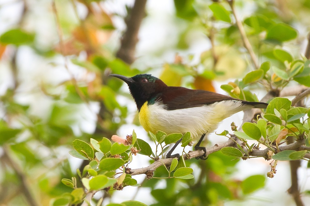 Purple-rumped Sunbird - ML645336216