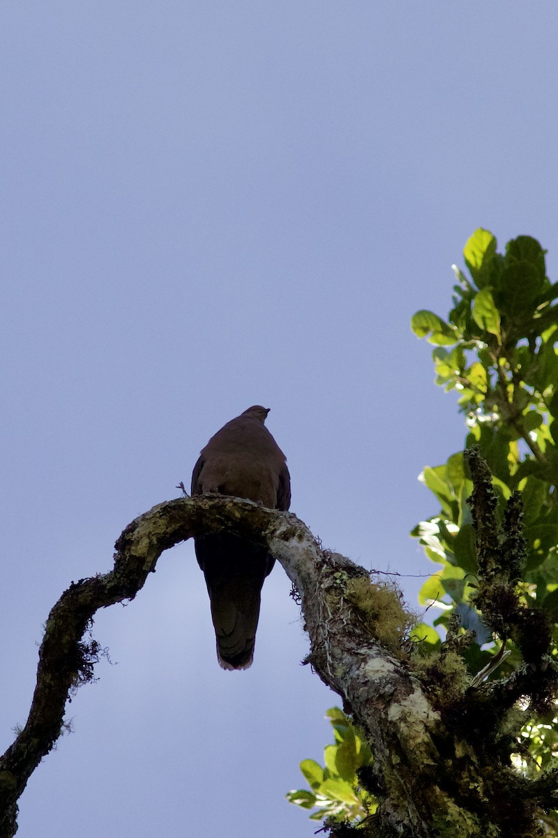 Ruddy Pigeon - ML645336221