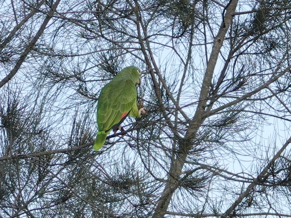 Yellow-crowned Amazon - ML645336233