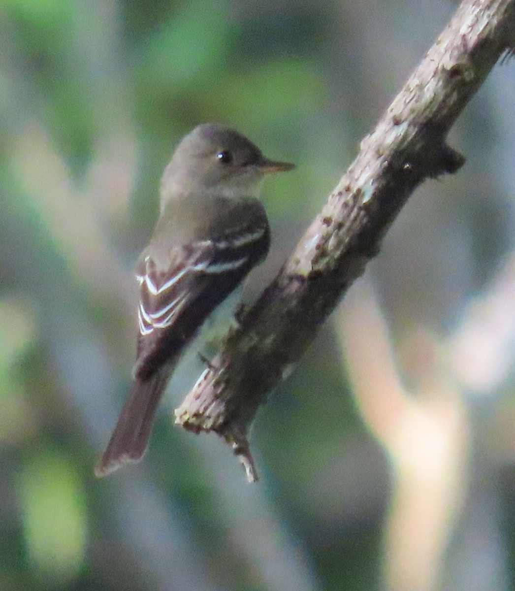 חטפית Empidonax בלתי-מזוהה - ML645336245