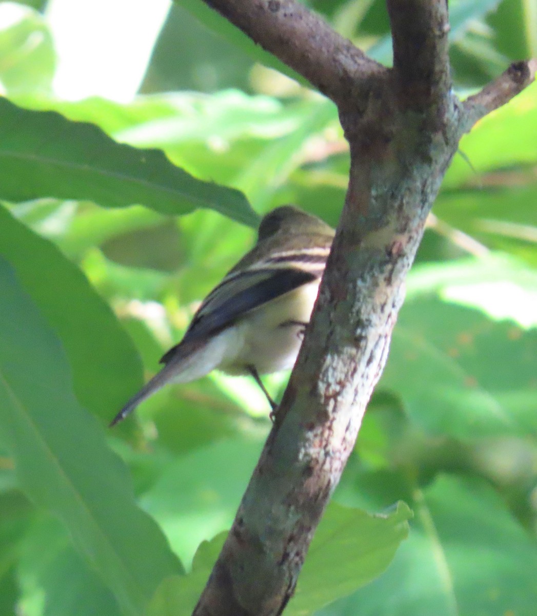 חטפית Empidonax בלתי-מזוהה - ML645336246