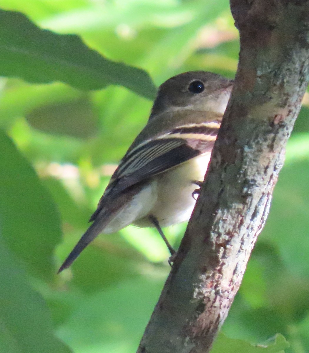 חטפית Empidonax בלתי-מזוהה - ML645336247