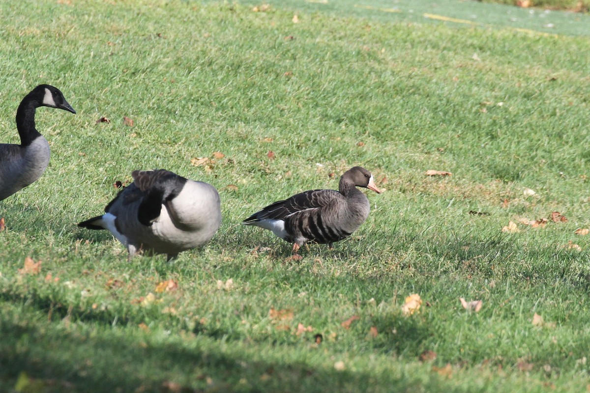Greater White-fronted Goose - ML645336248