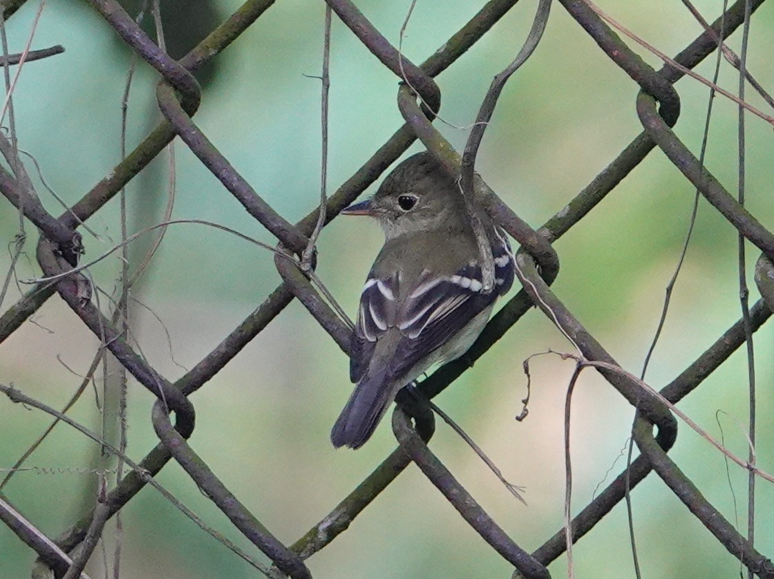 חטפית Empidonax בלתי-מזוהה - ML645336249