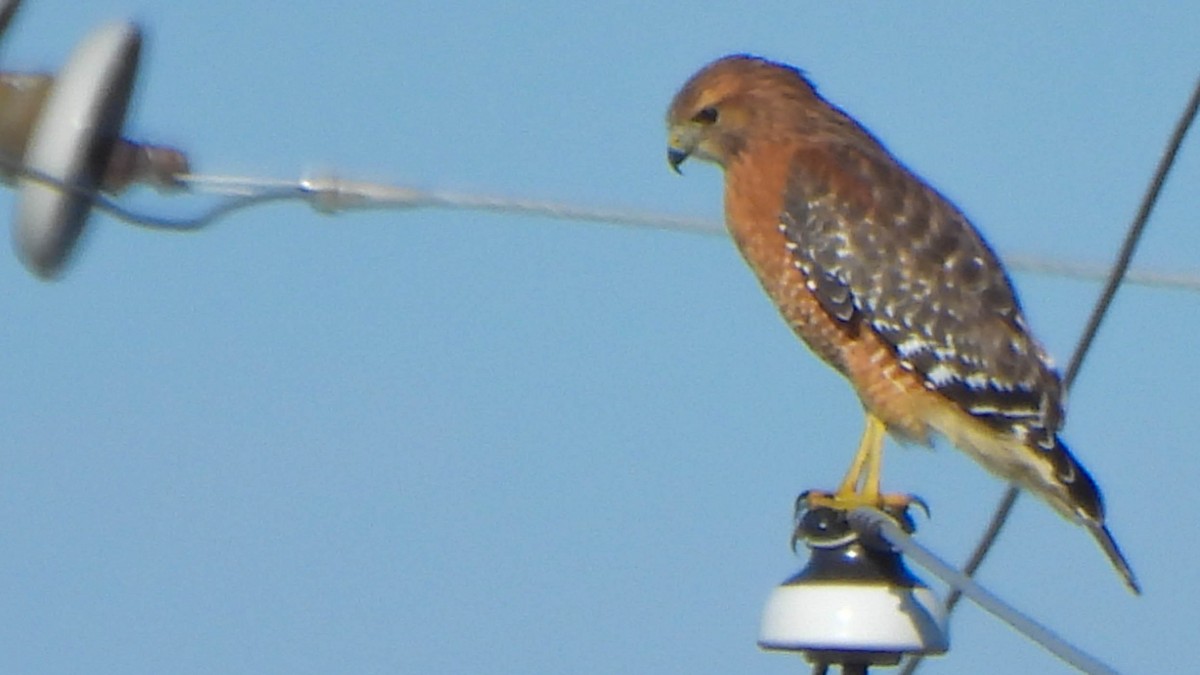 Red-shouldered Hawk - ML645336253