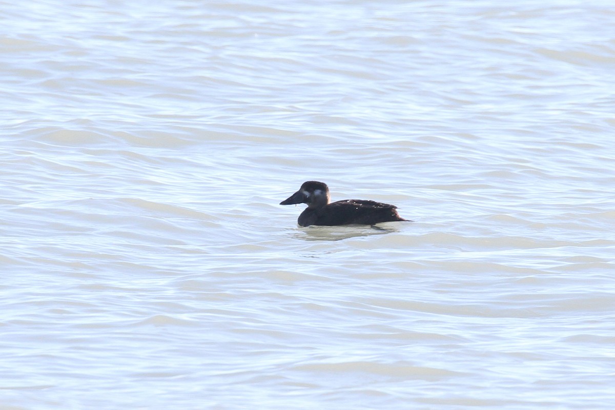 Surf Scoter - ML645336257