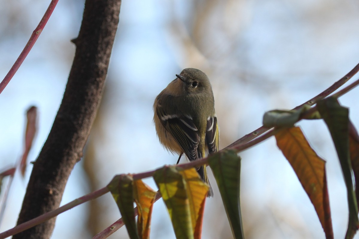 Ruby-crowned Kinglet - ML645336261