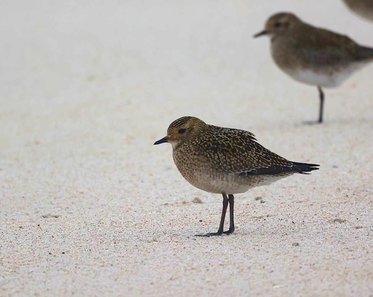 European Golden-Plover - ML645336262