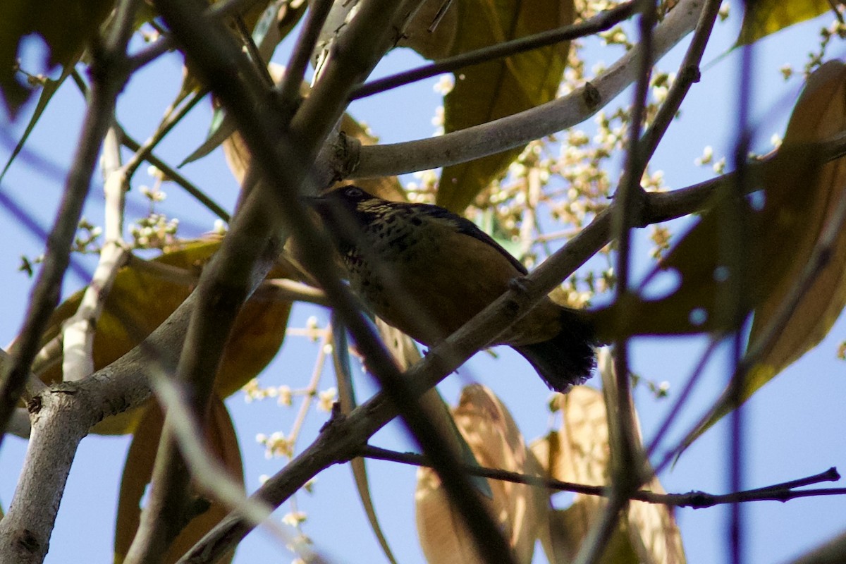 Spangle-cheeked Tanager - ML645336263