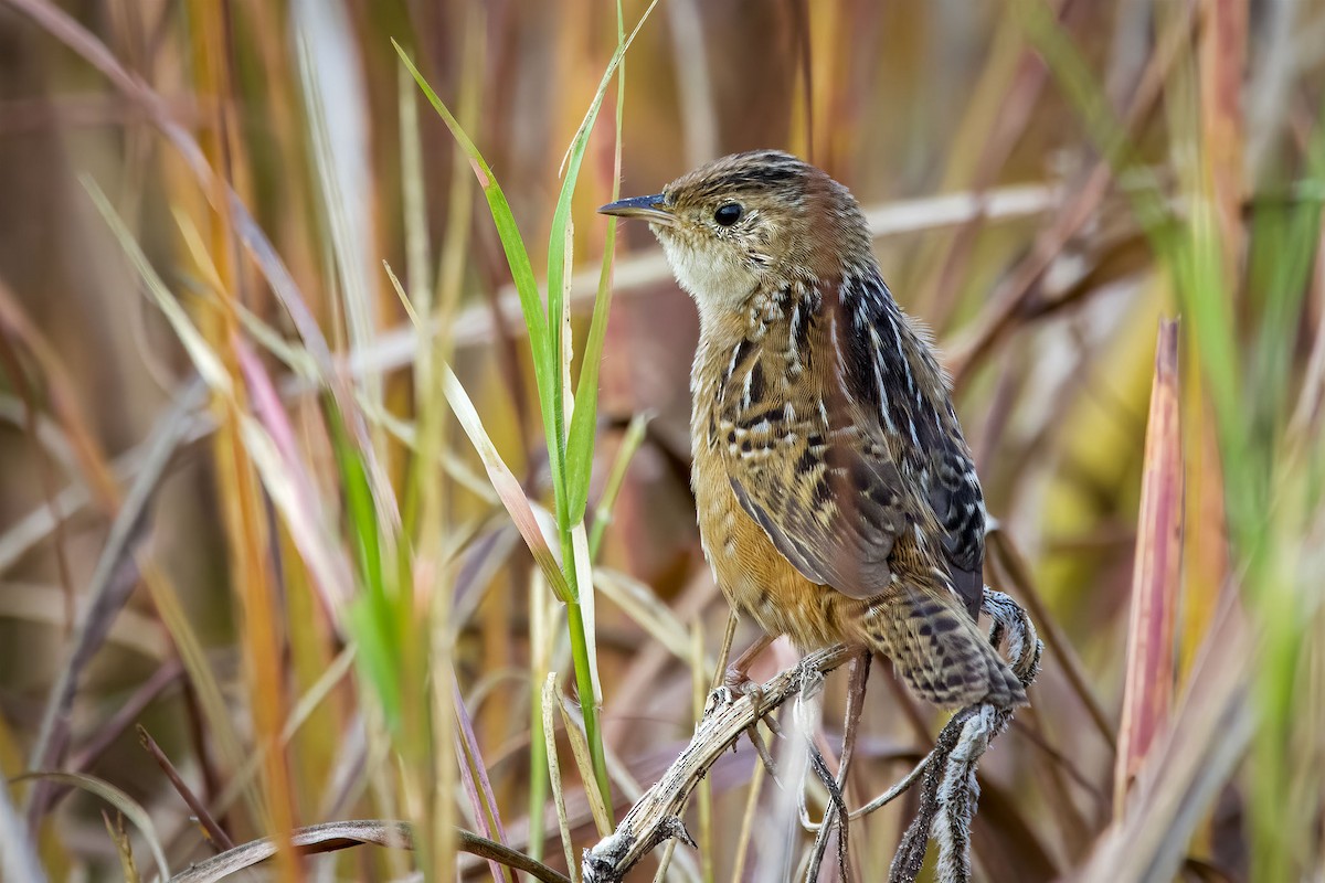Sedge Wren - ML645336265