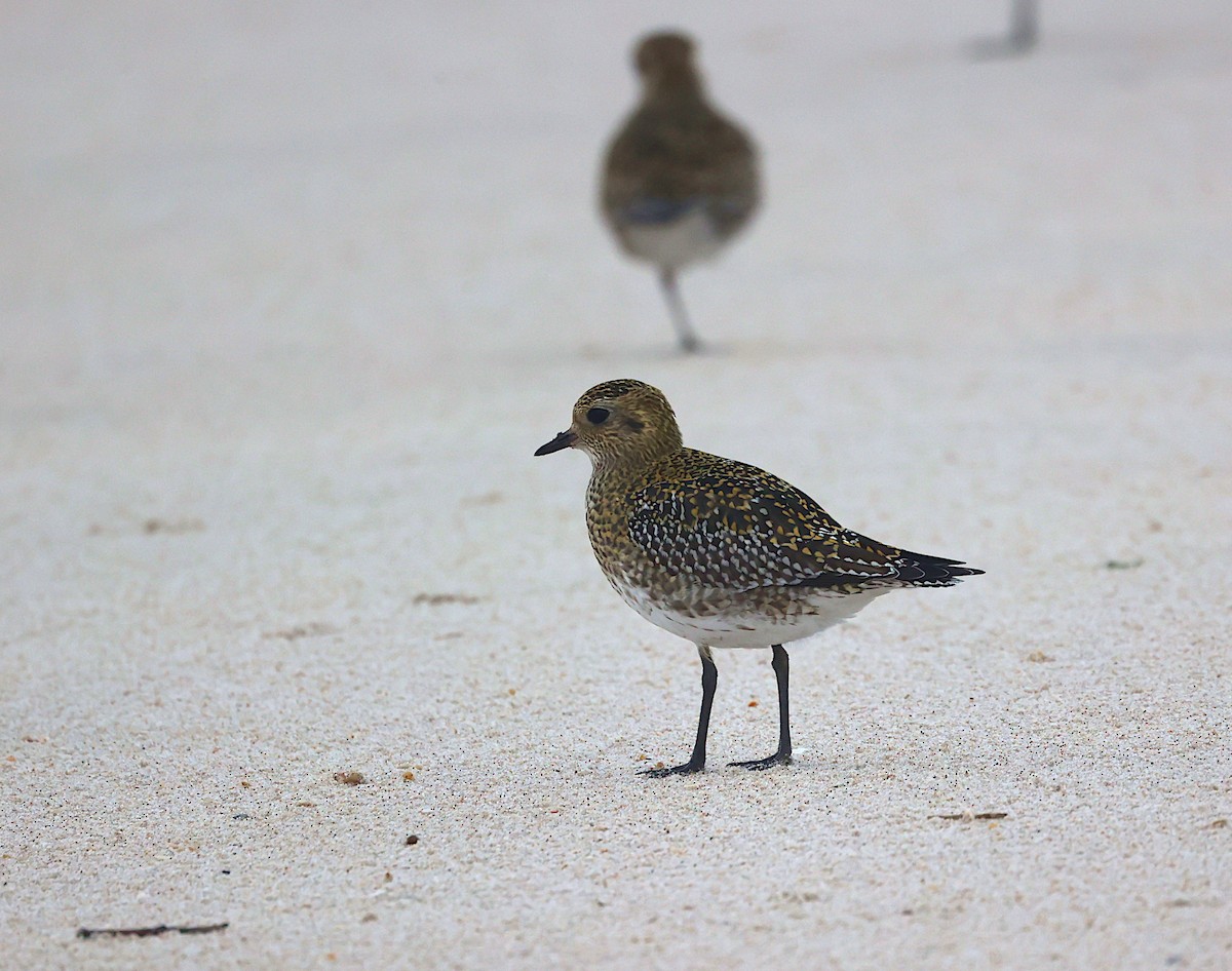European Golden-Plover - ML645336272