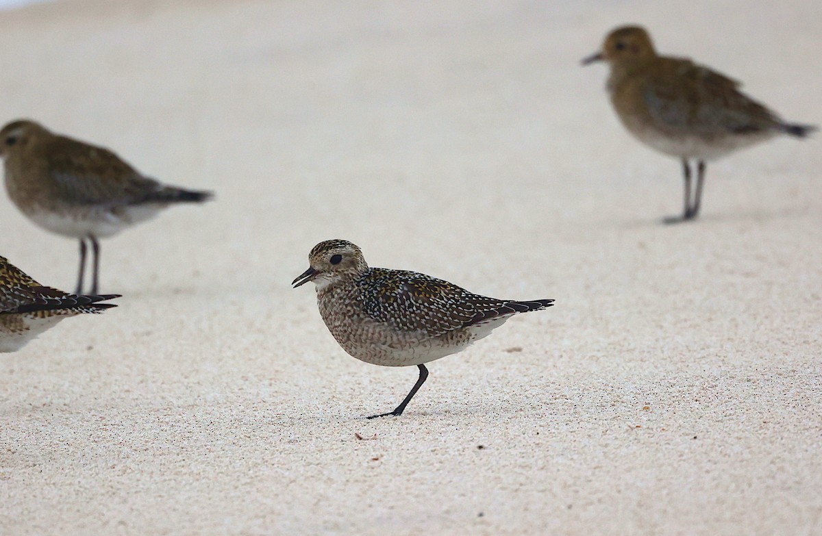 European Golden-Plover - ML645336277