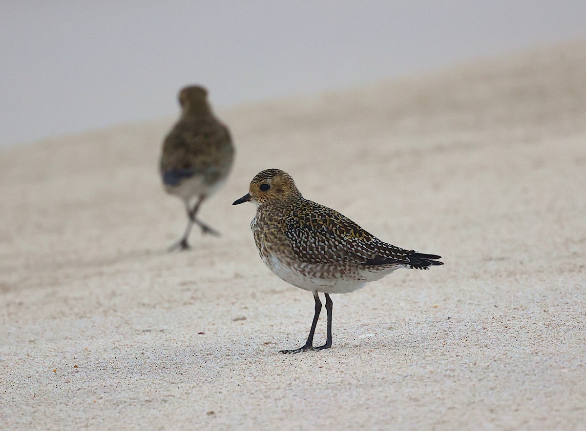 European Golden-Plover - ML645336282