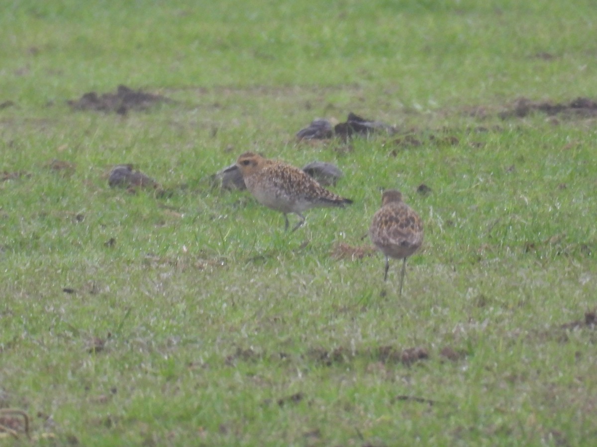 Pacific Golden-Plover - ML645336292