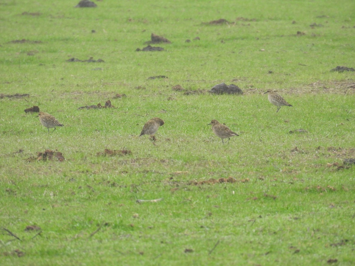 Pacific Golden-Plover - ML645336293