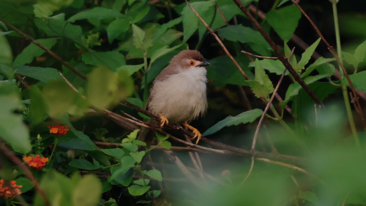 Yellow-eyed Babbler - ML645336364