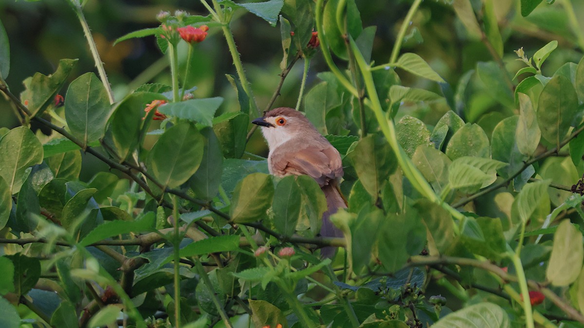 Yellow-eyed Babbler - ML645336365