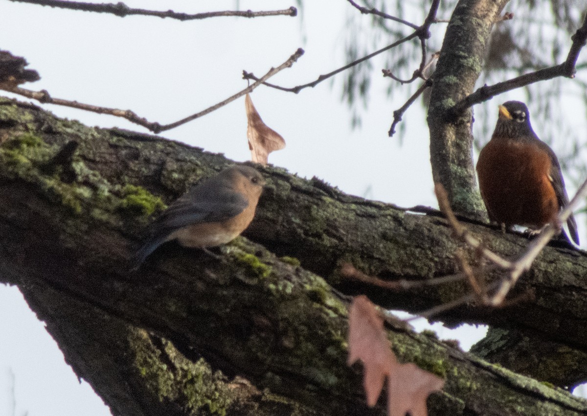 Eastern Bluebird - ML645336367