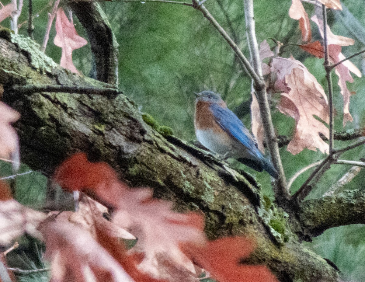 Eastern Bluebird - ML645336368