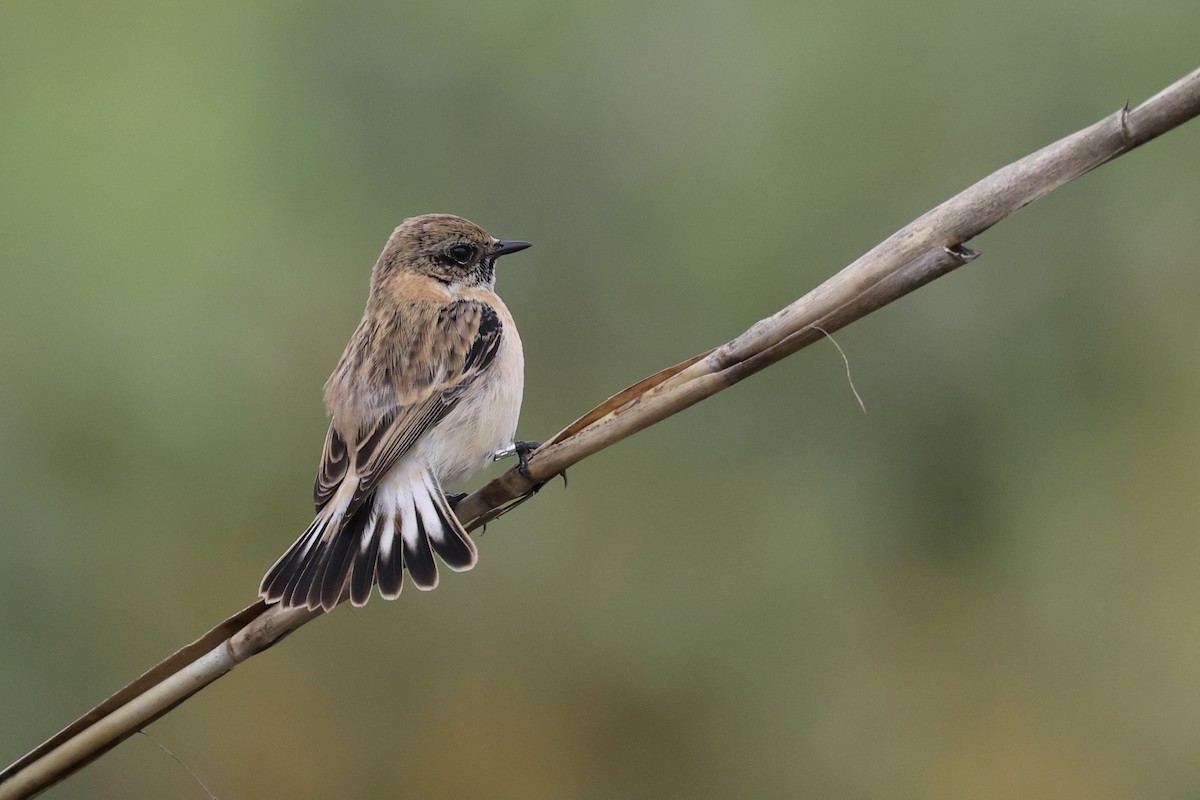 Pallasschwarzkehlchen - ML645336409