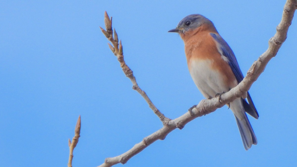 Eastern Bluebird - ML645336410